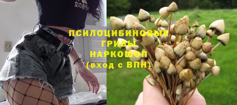 Галлюциногенные грибы Psilocybe  Ермолино 